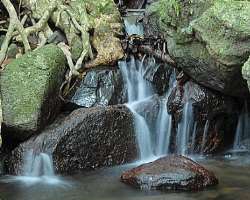The rainforest has a number of springs some of them are hot.